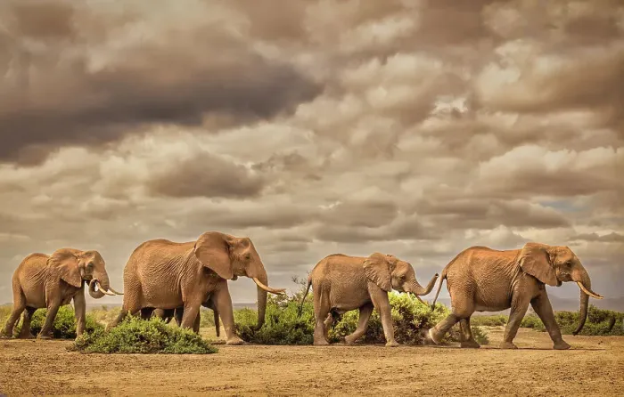 Framed Print : Elephant family, Amboseli National Park, Africa Framed Print : Elephant family, Amboseli National Park, Africa