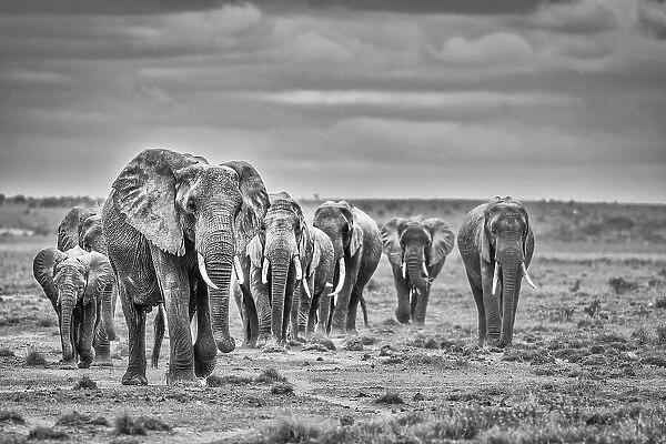 Elephant family train, Amboseli National Park, Africa