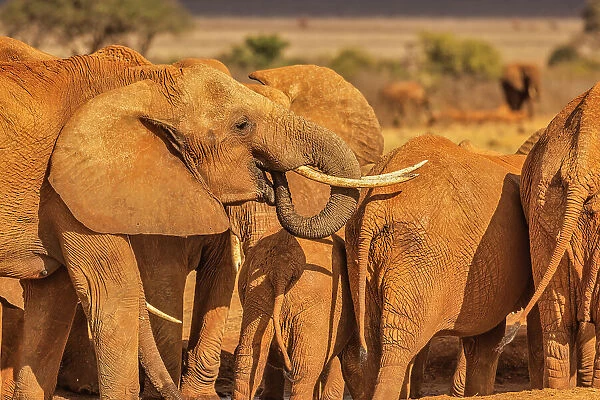 Elephant family, Tsavo West National Park, Africa