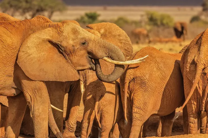 Framed Print : Elephant family, Tsavo West National Park, Africa Framed Print : Elephant family, Tsavo West National Park, Africa