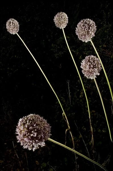 Elephant garlic, Allium ampeloprasum, northern California