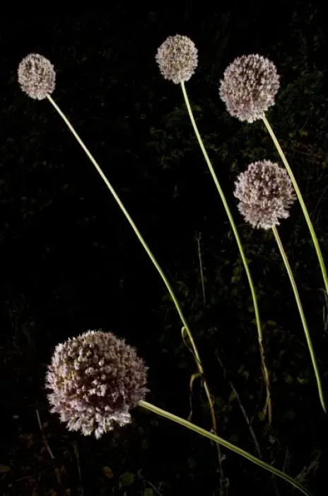 Framed Print : Elephant garlic, Allium ampeloprasum, northern California Framed Print : Elephant garlic, Allium ampeloprasum, northern California