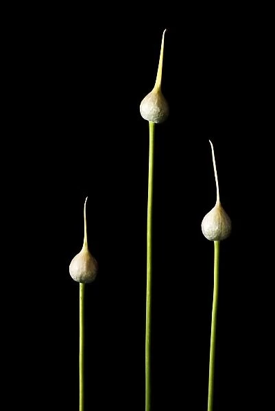 Elephant garlic, Allium ampeloprasum, California