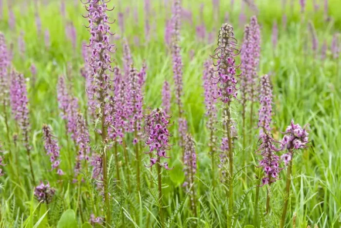 Framed Print : Elephant Head wildflower. Pedicularis groenlandica growing in wetland, near Albion Basin