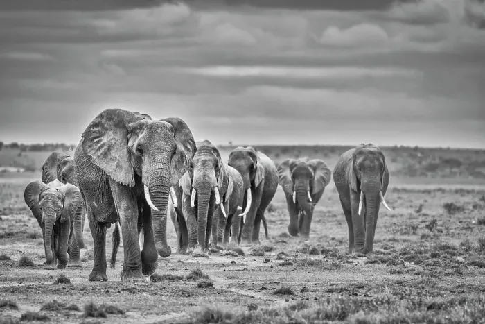 Framed Print : Elephant herd, Amboseli National Park Framed Print : Elephant herd, Amboseli National Park