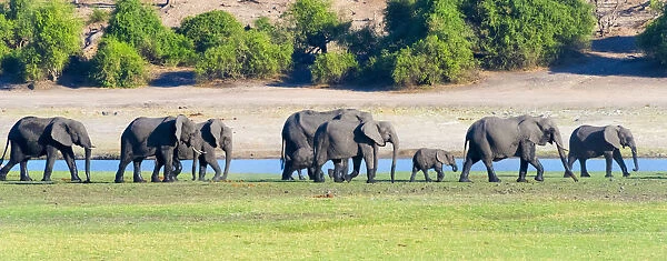 Elephant herd, Chobe National Park, North-West District, Botswana