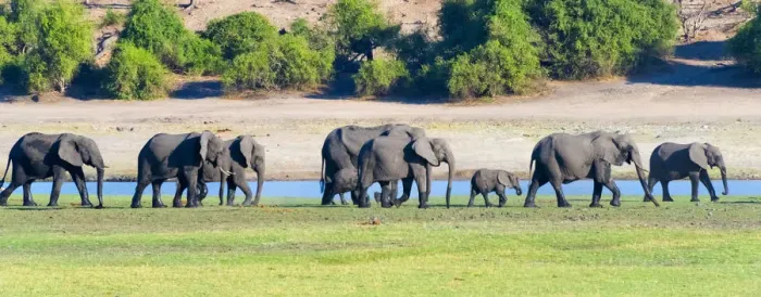 Framed Print : Elephant herd, Chobe National Park, North-West District, Botswana