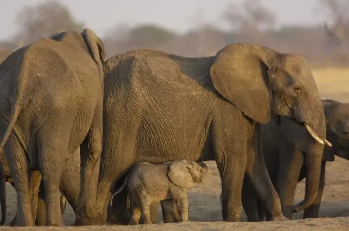 Framed Print : Elephant herd (Loxodonta africana) These large herds are made up of a matriach