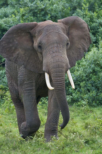 Elephant in the jungle, Aberdare National Park, Kenya