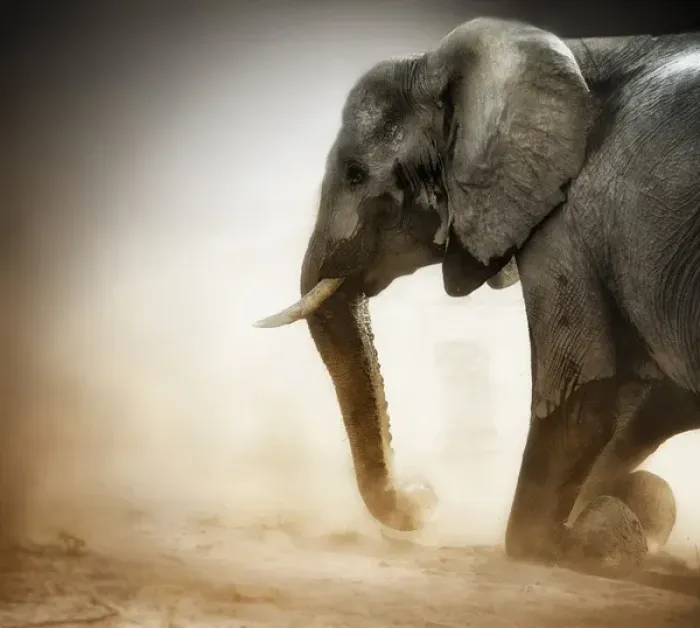Framed Print : Elephant kneeling with dust Framed Print : Elephant kneeling with dust