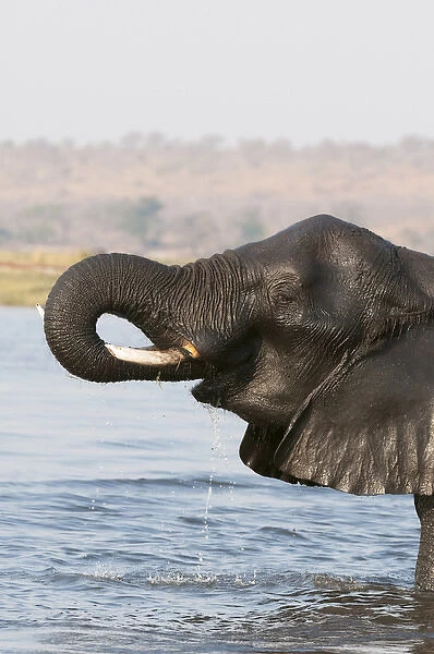 Elephant (Loxodonda africana), Chobe National Park, Botswana