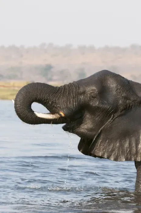 Framed Print : Elephant (Loxodonda africana), Chobe National Park, Botswana