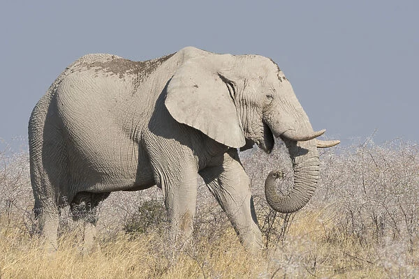 Elephant, Loxodonta Africana Africana, eats acacia bushes in Etosha National Park