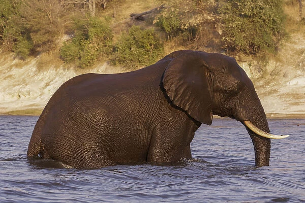 Elephant, (Loxodonta Africana) emerges from swimming across the Chobe River in Chobe National Park