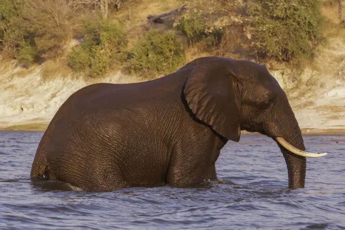 Framed Print : Elephant, (Loxodonta Africana) emerges from swimming across the Chobe River in Chobe National Park