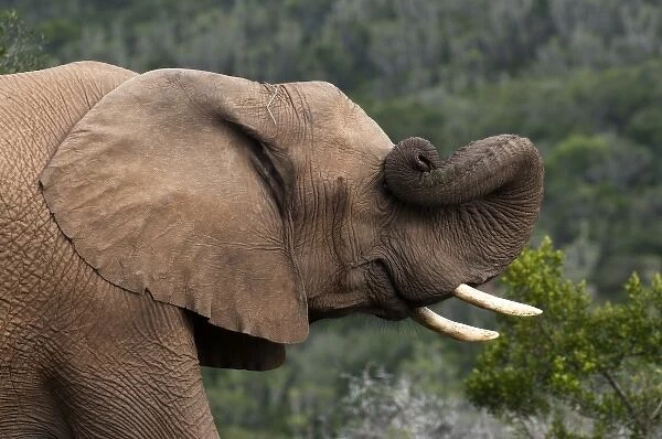 Elephant (Loxodonta africana), Kariega Game Reserve, South Africa