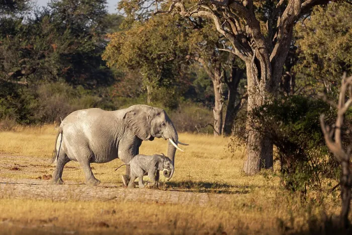 Framed Print : Elephant mom and calf. Camelthorn Lodge. Hwange National Park. Zimbabwe