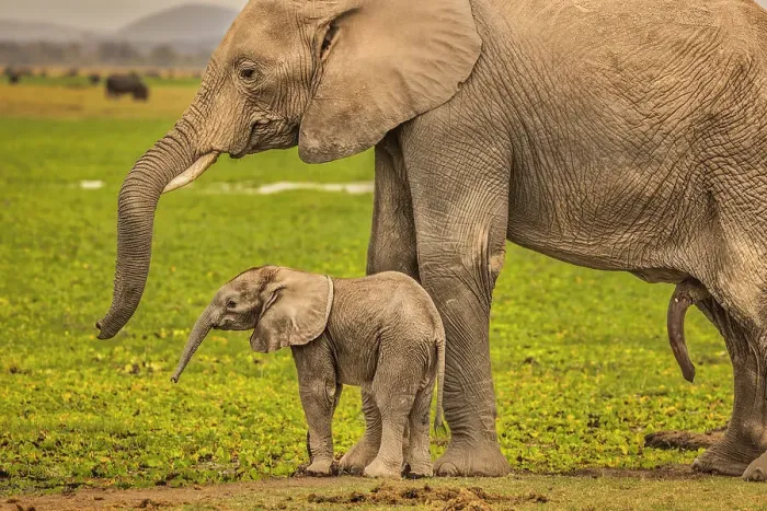 Framed Print : Elephant Mother and Calf, Amboseli National Park, Africa