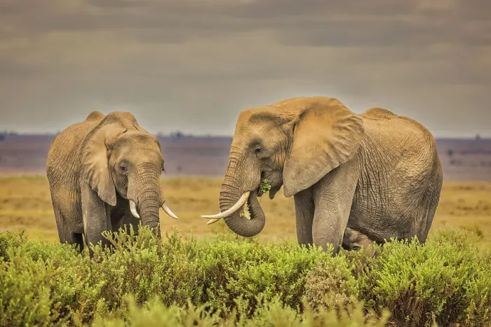 Framed Print : Elephant pair, Amboseli National Park Framed Print : Elephant pair, Amboseli National Park