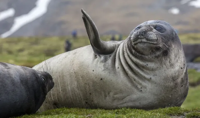 Framed Print : Elephant seal. Fortuna Bay, South Georgia Islands Framed Print : Elephant seal. Fortuna Bay, South Georgia Islands