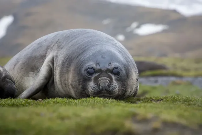 Framed Print : Elephant seal. Fortuna Bay, South Georgia Islands Framed Print : Elephant seal. Fortuna Bay, South Georgia Islands
