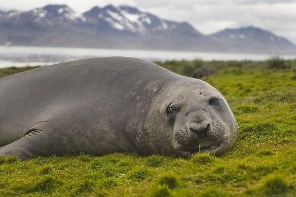 Elephant seal (Mirounga leonina) on the island, Hercules Bay, South Georgia, Antarctica