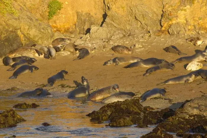 Framed Print : Elephant seal rookery near San Simeon in Big Sur, California, USA Framed Print : Elephant seal rookery near San Simeon in Big Sur, California, USA