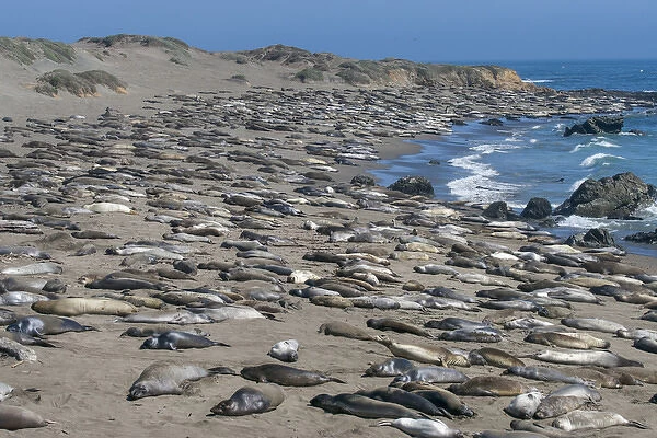 Elephant Seals on Beach, San Simeon, California