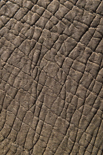 Elephant skin, Zimbabwe