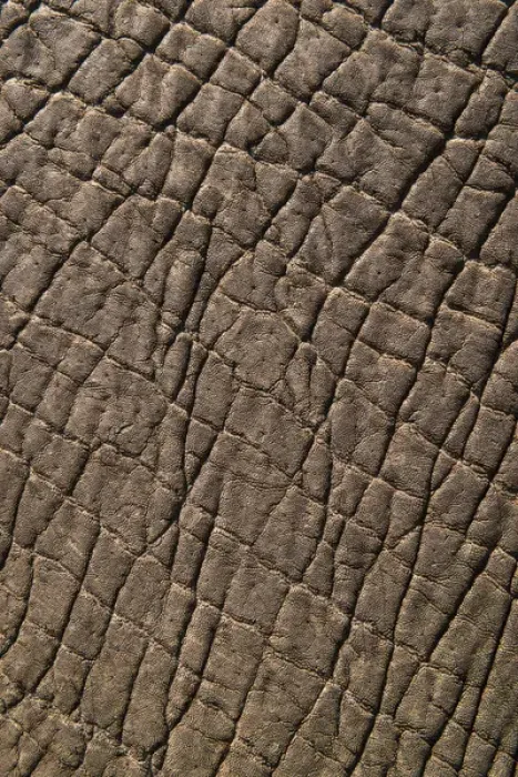 Framed Print : Elephant skin, Zimbabwe