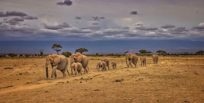 Framed Print : Elephant train, Amboseli National Park