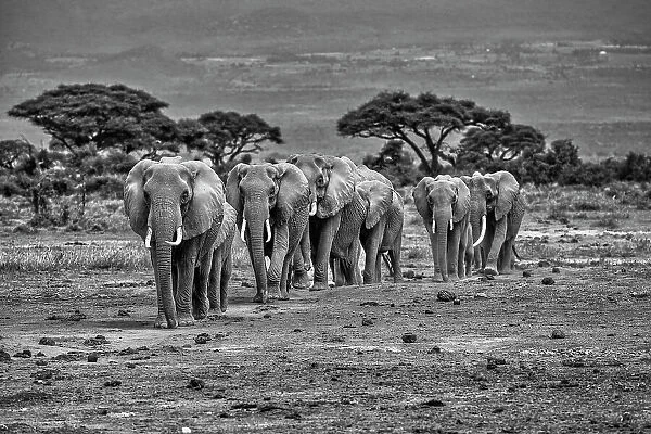 Elephant train, Amboseli National Park, Africa
