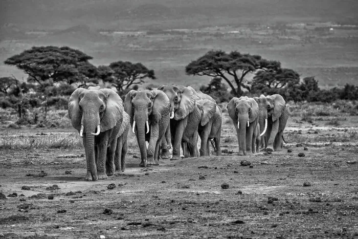Framed Print : Elephant train, Amboseli National Park, Africa Framed Print : Elephant train, Amboseli National Park, Africa