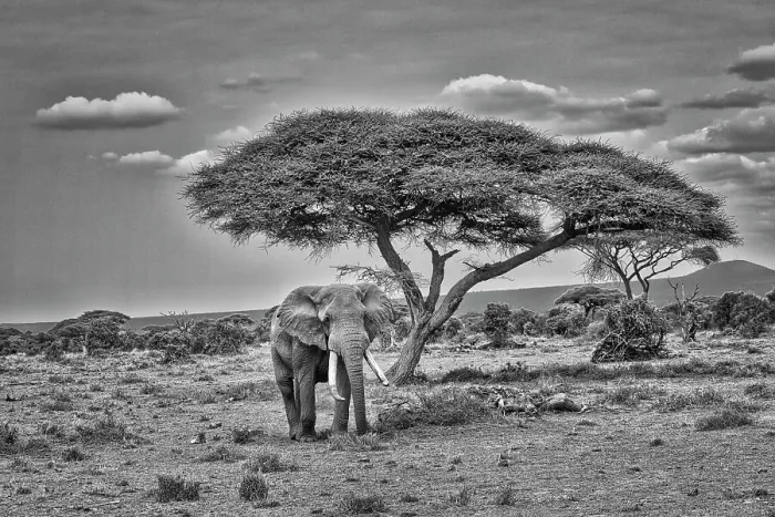 Framed Print : Elephant under tree, Amboseli, Kenya Framed Print : Elephant under tree, Amboseli, Kenya