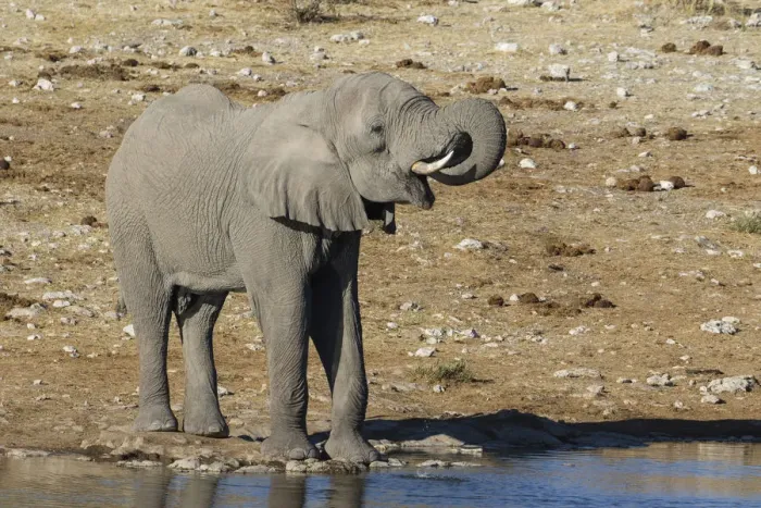 Framed Print : Elephant at waterhole, Etosha National Park, Namibia Framed Print : Elephant at waterhole, Etosha National Park, Namibia