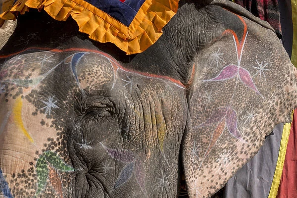 Elephants. Amber Fort. Jaipur. Rajasthan. India