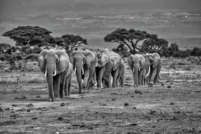 Framed Print : Elephants, Amboseli National Park