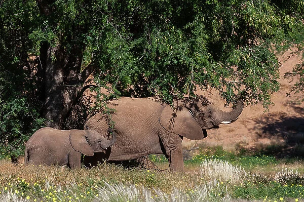 Elephants graze from trees in the Kunene Region. Huab River Valley, Kunene, Namibia