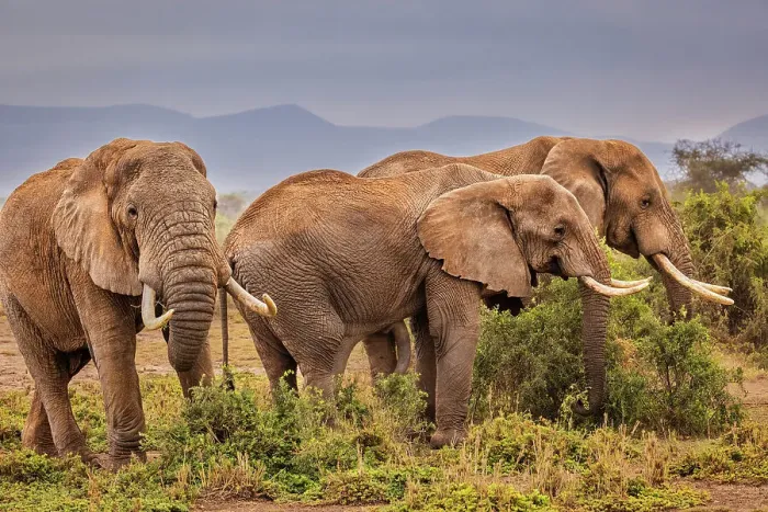 Framed Print : Elephants grazing, Amboseli National Park Framed Print : Elephants grazing, Amboseli National Park