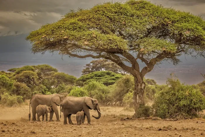 Framed Print : Elephants and Kilimanjaro, Kenya, Africa Framed Print : Elephants and Kilimanjaro, Kenya, Africa