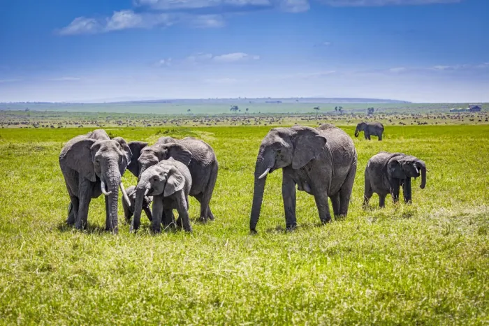 Framed Print : Elephants on the Masai Mara