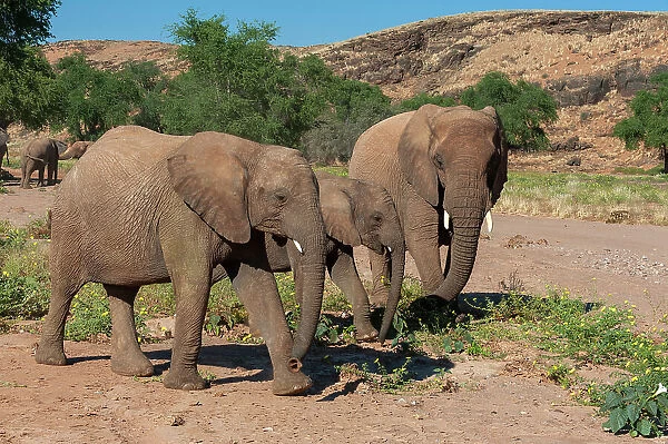 Elephants walk and graze in arid grasslands in the Kunene Region. Damaraland, Huab River Valley, Kunene, Namibia
