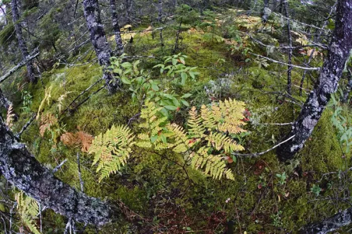 Framed Print : Elevated fisheye view downward in Spruce Fir and Pitch Pine forest, Wonderland Trail