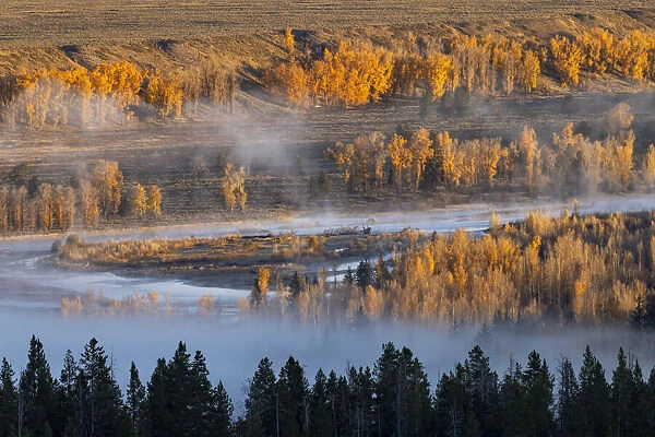 Elevated view of aspen and cottonwood trees in morning mist along Snake River, Grand Teton National Park, Wyoming