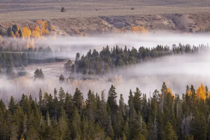 Framed Print : Elevated view of aspen and cottonwood trees in morning mist along Snake River, Grand Teton National Park, Wyoming Framed Print : Elevated view of aspen and cottonwood trees in morning mist along Snake River, Grand Teton National Park, Wyoming