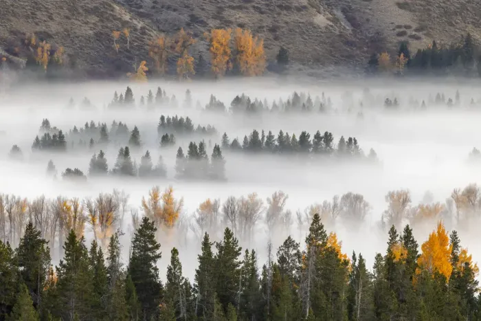 Framed Print : Elevated view of aspen and cottonwood trees in morning mist along Snake River, Grand Teton National Park, Wyoming