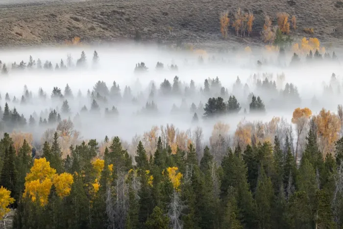 Framed Print : Elevated view of aspen and cottonwood trees in morning mist along Snake River, Grand Teton National Park, Wyoming Framed Print : Elevated view of aspen and cottonwood trees in morning mist along Snake River, Grand Teton National Park, Wyoming