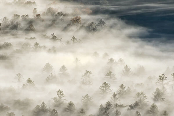 Elevated view of fog filled valley with trees emerging at sunrise, from Pounding Mill Overlook