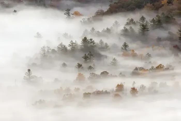 Framed Print : Elevated view of fog filled valley with trees emerging at sunrise, from Pounding Mill Overlook Framed Print : Elevated view of fog filled valley with trees emerging at sunrise, from Pounding Mill Overlook