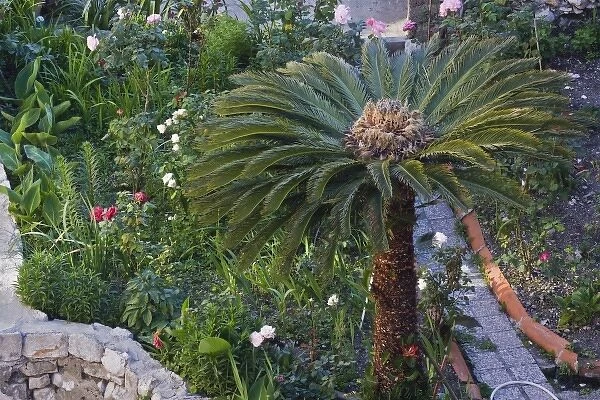 Elevated view of palm tree, Dubrovnik, Croatia